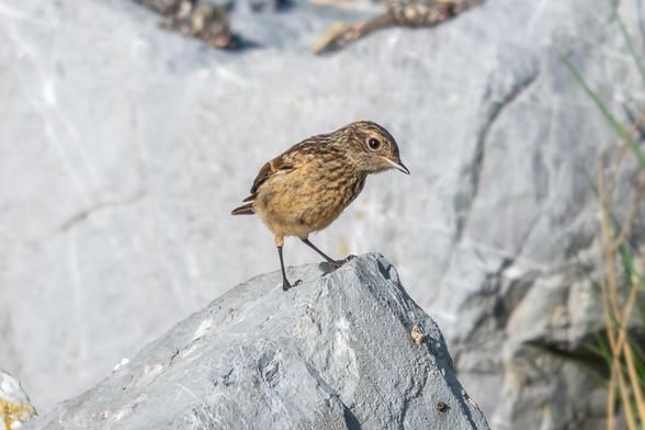 juv. Schwarzkehlchen auf Stein