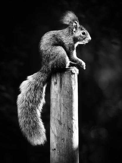 𝗣𝗶𝗰𝘁𝘂𝗿𝗲 𝗗𝗲𝘀𝗰𝗿𝗶𝗽𝘁𝗶𝗼𝗻 (𝗘𝗻𝗴): A highly contrasted black and white photograph shows a squirrel standing on a pole, backlit and silhouetted against a fairly dark background.

𝗗𝗲𝘀𝗰𝗿𝗶𝗽𝗰𝗶𝗼́𝗻 (𝗘𝘀𝗽): Fotografía en blanco y negro, muy contrastada, en ella aparece subida a un poste una ardilla en contraluz que se recorta contra un fondo bastante oscuro.