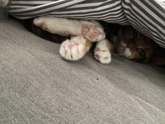I lifted the duvet (see previous toot) to reveal a jumble of white cat paws and a tortie head. I was going to say she looks grumpy at having been disturbed, but that’s her normal cute grumpy facial expression 💘