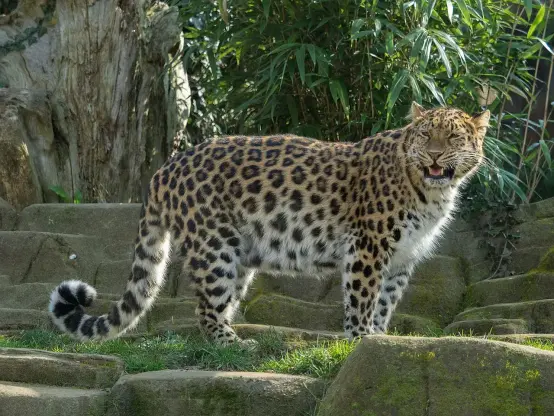 This image features a leopard, which is a large wild cat known for its distinctive spotted coat. Leopards are typically found in various habitats in Africa and parts of Asia. The image showcases the animal standing on some rocky terrain with greenery in the background.

Image Credits: Wikimedia / William Warby / CC BY 2.0