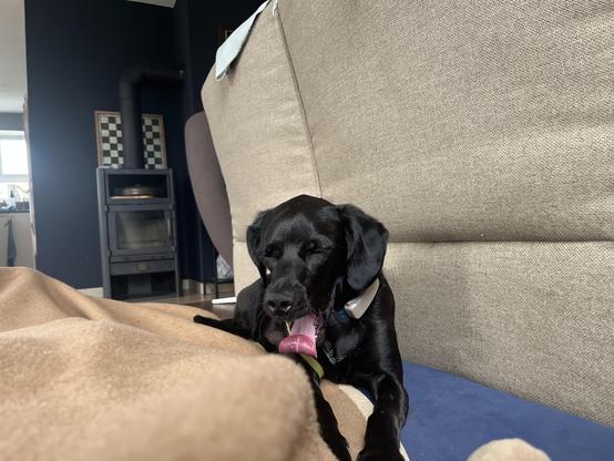 Das Bild zeigt einen schwarzen Labrador Retriever, der auf einem beigen Sofa liegt. Der Hund hat ein glänzendes, schwarzes Fell und trägt eine weiße Halskette mit einem Halsband. Seine Zunge hängt heraus, was darauf hindeutet, dass er sich entspannt oder angestrengt hat. Er liegt auf einem braunen Plüschteppich, der teilweise von einem blauen Teppich bedeckt ist. Im Hintergrund ist ein dunkelblauer Wandbereich zu sehen, auf dem ein Schachbrettmuster hängt. Ein schwarzer Holzofen steht in der Nähe, und ein Fenster lässt natürliches Licht in den Raum. Der Hund scheint sich in einem gemütlichen, häuslichen Umfeld zu befinden.

Bereitgestellt von @altbot, privat und lokal generiert mit Ovis2-8B

🌱 Energieverbrauch: 0.240 Wh