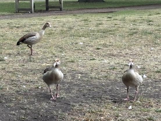 Three Egyptian geese on some grass. They’re big shelducks the size of a small goose, in shades of beige and brown, with dark patches around their eyes. They’re spread out and looking at the camera in apparent surprise- these birds always look surprised though.