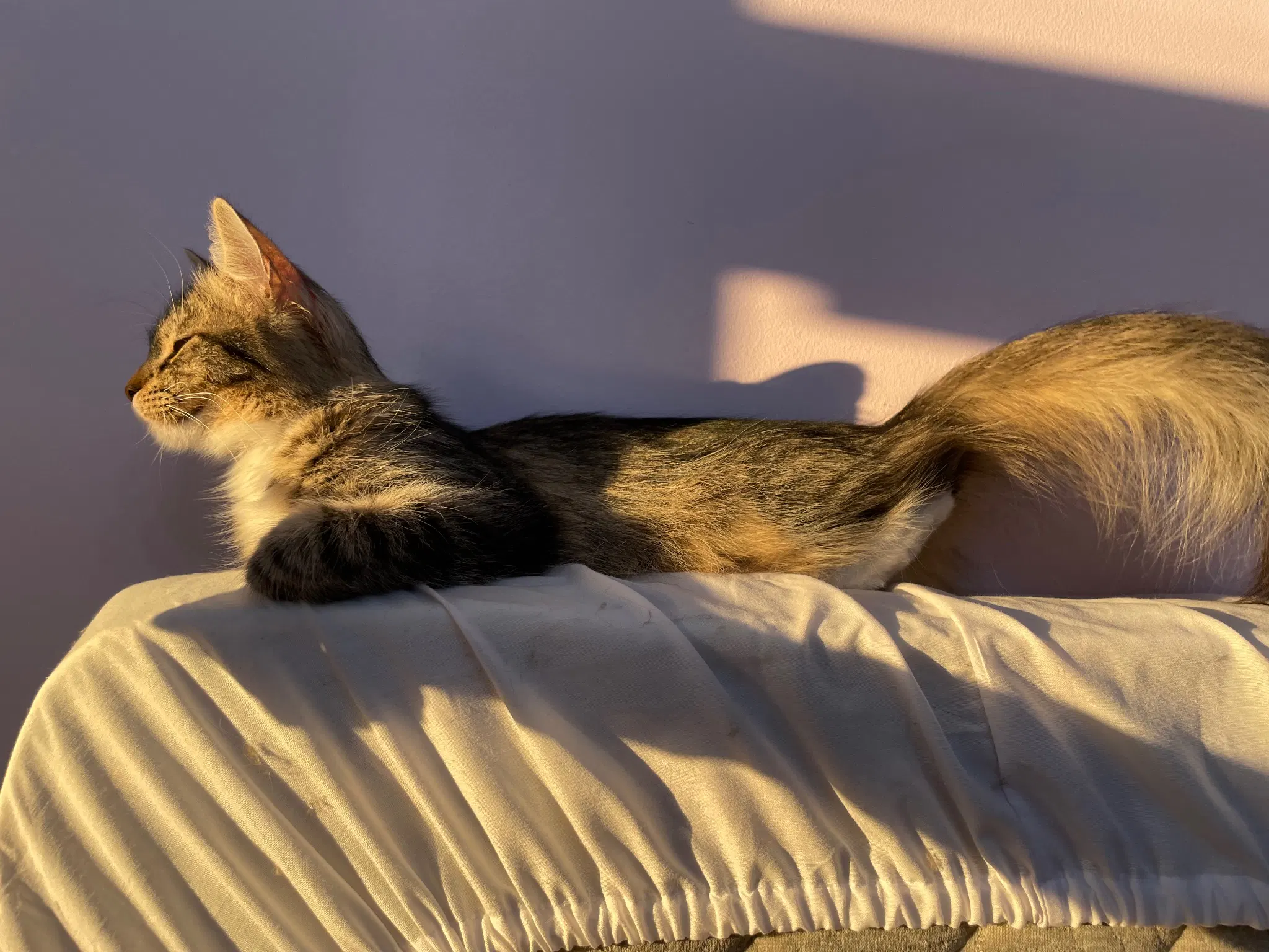 Nova flopped on top of a matress, loafing with her  front paws, but with her back paws standing? She's moving her tail, and it's very floofy