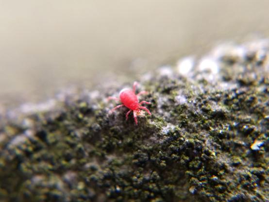 A red mite with a somewhat elongated body and a coat of short fine hair, feeding on a much smaller translucent whitish mite which has a noticeably different leg arrangement, body shape, etc. The eyelike bumps on the red mite's head are chemical-secreting organs called urnulae.