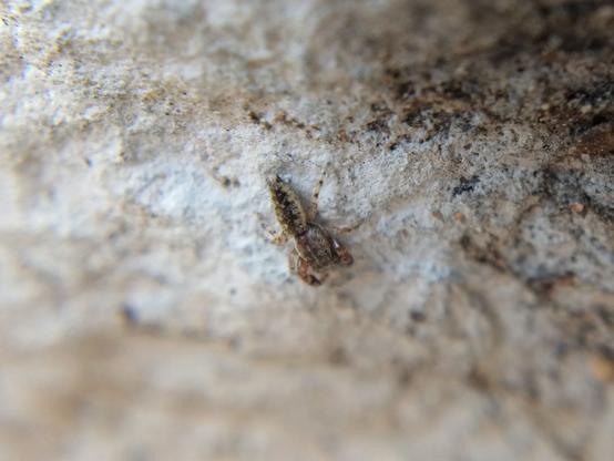 A small, very flat jumping spider on a white-painted rock. It is beige with dark mottling down the centre of its body and has banded legs, except for its first pair of legs which are thicker and brown.
