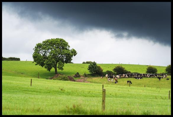 Pastoral scene along the Coachford Greenway showing a herd of black and white dairy cows grazing in bright green fields with a large solitary tree, wooden fence posts, and dramatic storm clouds gathering overhead along the River Lee.