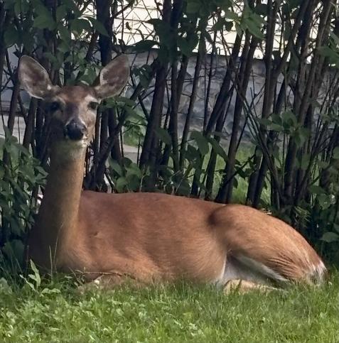 A beautifully red mama whitetail deer mom laying in the shade of a hedge. She is looking right into the camera, but isn’t particularly worried about the guy behind it.