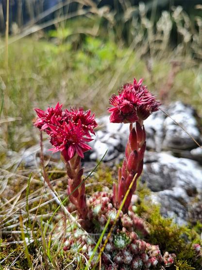 A close-up of  Mountain Houseleek(Sempervivum montanum, Berg-Hauswurz) growing in a sunny alpine meadow. The plant forms a low rosette of fleshy, green-red leaves, from which two upright, reddish flower stalks emerge. Each stalk is topped with a cluster of vibrant, star-shaped pink flowers. Surrounding the plant are patches of moss, short grass, and scattered rocks, typical of its high-altitude habitat.