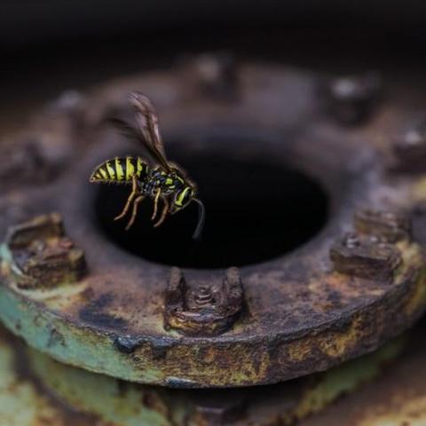 Vespe che costruiscono nidi in depositi di scorie nucleari con livelli di radioattività 10 volte oltre i limiti? La scoperta nel Savannah River Site dimostra ancora una volta la straordinaria capacità di adattamento di questi insetti: possono sopravvivere a 180.000 rad, una dose letale per quasi ogni altra forma di vita.