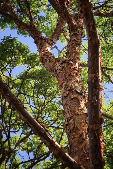 A low-angle shot looking up into the canopy of a large tree with distinctive peeling, reddish-brown bark on its thick trunk and branches. Bright green leaves are visible against clear blue sky, with dappled sunlight filtering through the foliage.