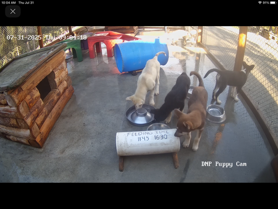 A view of the puppies in the Denali sled dog kennels in Denali National Park and Preserve. With boundless energy and a variety of colors (brown, black, off-white, and more), the growing puppies can be seen eating, playing, and interacting with park visitors on this live-streaming camera. A brown wooden structure on the left, a colorful collection of plastic stairs and tubes in the foreground and background, and a number of metal bowls for food and water (which the dogs are currently inspecting, just in case!) complete the image.