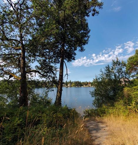 A scenic view of a waterway framed by lush green trees and a dirt path, with a clear blue sky dotted with white clouds. The foreground features tall, dark trees flanking a pathway covered in dry, golden grass, leading towards the calm water of the lake. In the distance, houses and a strip of trees are visible on the opposite shore.