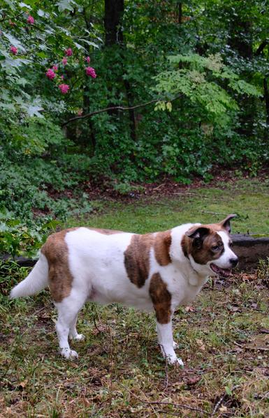 A white and brown dog standing on a garden lot looking toward the right side of the screen. Behind him are bushes and some magenta crepe myrtle flowers on the branches