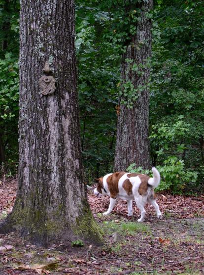 A white and brown dog is walking toward left between thick tree trunks in his yard
