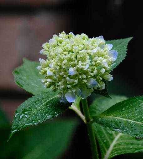 A young, mostly light green blossom of hydrangea after the rain, with wet green leaves around it