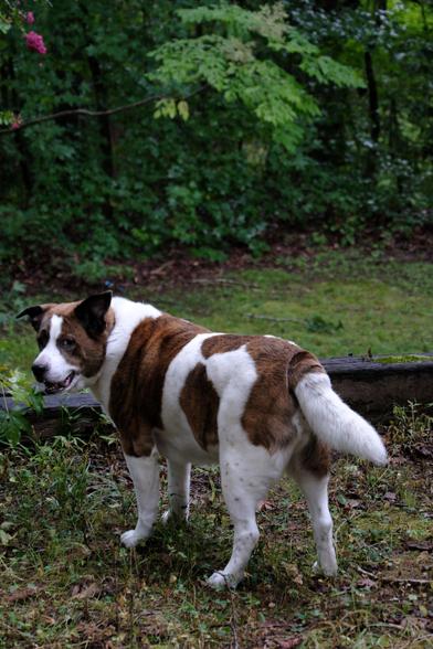 A white and brown dog standing on a garden lot looking back with his head on the left side.