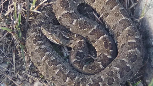 Imagen de cerca de la cabeza y parte del cuerpo de una bothrops bubescens enroscada muy nitida. Cada escama parece un dibujo propio.