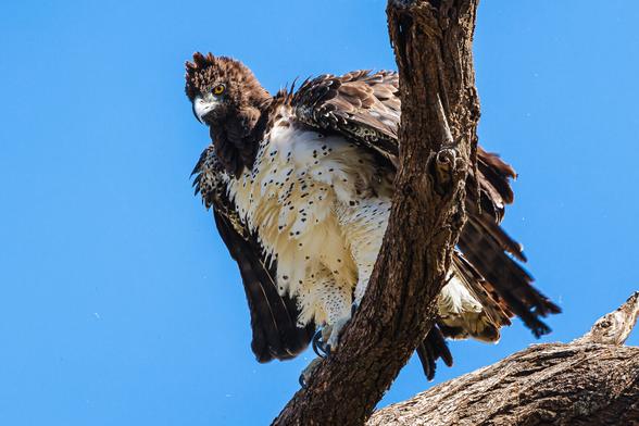 A photo of a martial eagle (Polemaetus bellicosus) fluffing out its feathers and shaking itself as it perches high in a dead tree on a sunny afternoon with a clear blue sky behind it. It is a very large eagle with dark brown feathers on its head & back, a crest on the back of its head, and a creamy, spotted underside.