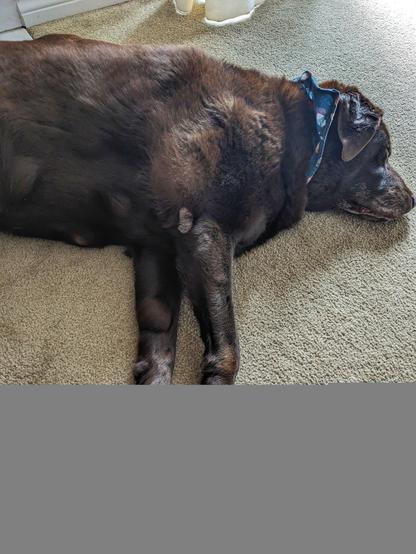 A chocolate lab is sleeping on his side.