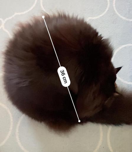 毛繕い中の長毛黒猫。丸い形。