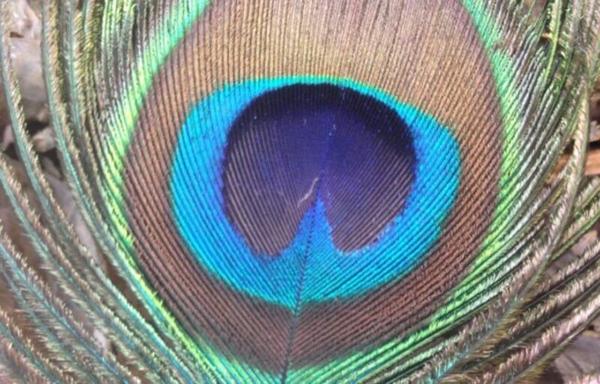 Eyespot on a peacock’s train feather