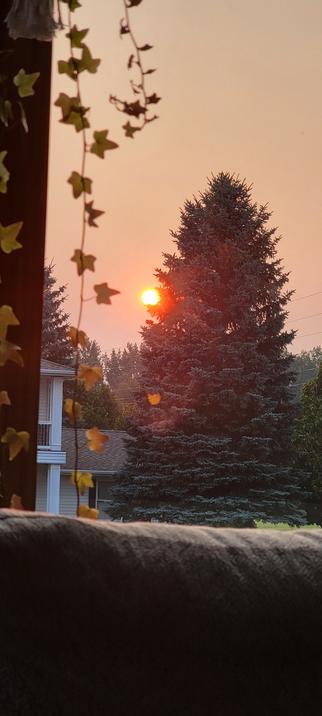The Sun setting behind a large pine tree, the sun extra orange due to the amount of smoke in the air.