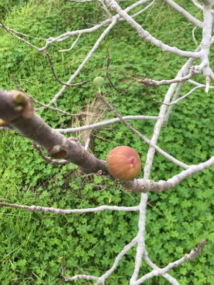 A brown fig growing on a branch, in a field of soursobs.