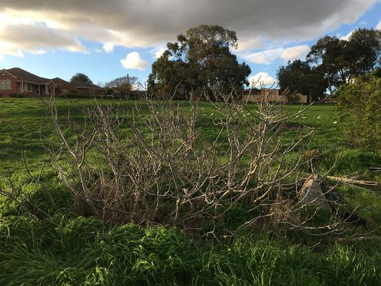 A fig tree with no leaves growing in a grassy field, with some houses in the distance.