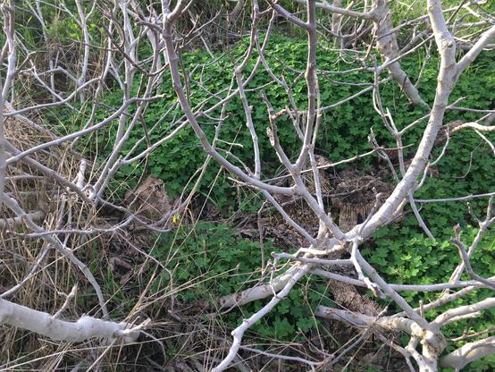 Fig tree branches clustered around a very low trunk surrounded by soursobs.