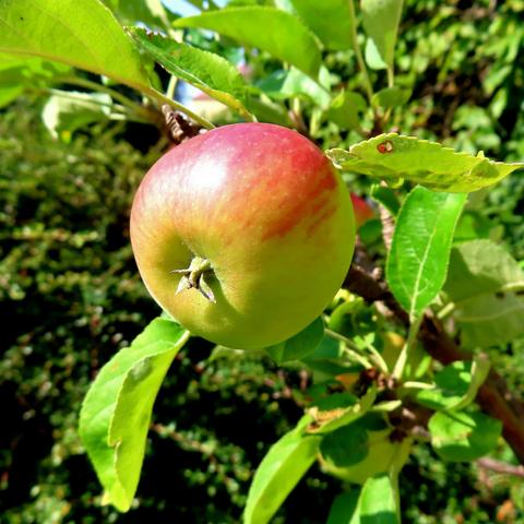 Rotbackiger Apfel am Baum