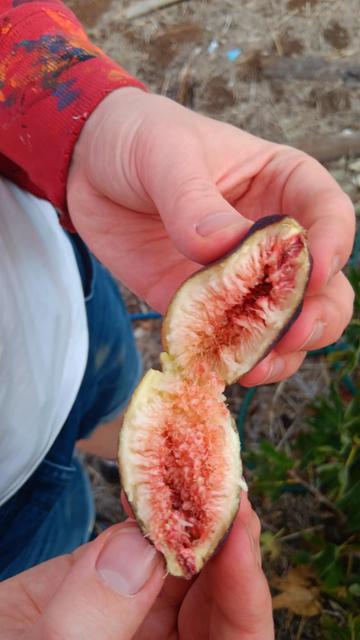 An under-ripe fig ripped in half to show the pink pulp, being held in a field