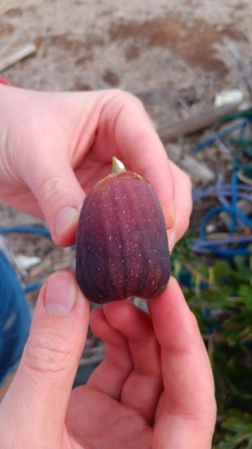A long purple fig held in a field