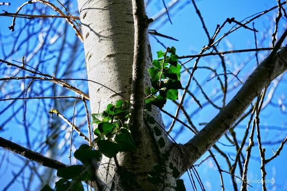 Gros plan sur une liane de lierre d’un beau vert émeraude entourant le tronc d’un bouleau en hiver, sur fond de ciel bleu lumineux.
