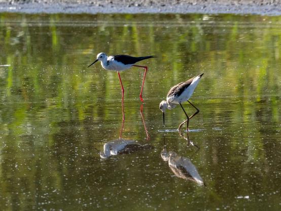 Deux échasses blanches (oiseau limicole de taille moyenne avec un plumage blanc, des ailes noires, une petite tête ronde et un long bec fin et noir et de grandes pattes fines) dans l'eau verte d'un étang. L'adulte a des couleurs plus sombres et les jambes rouges orangées tandis que le juvénile a un plumage plus terne et des jambes marrons.