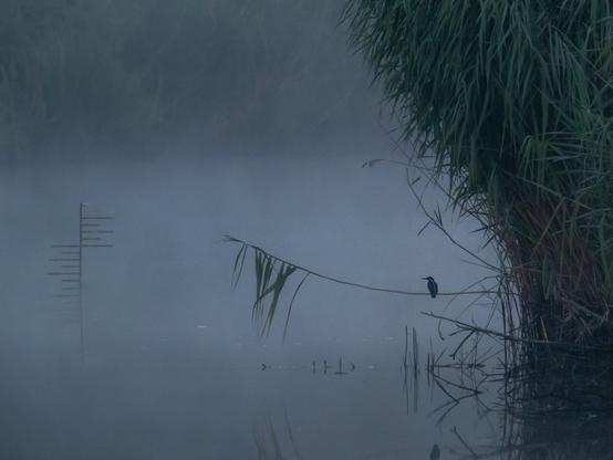 Vue d'un étang sous la brume, au bord d'une roselière bien dense, un roseau est presque à l'horizontale légèrement au dessus de l'eau. Dessus on distingue la silhouette d'un petit martin-pêcheur.