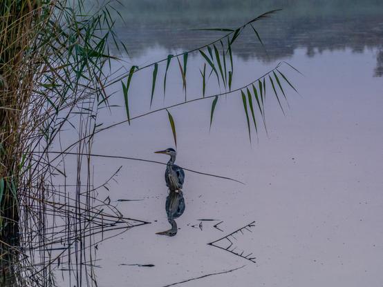 Vue d'un étang avec une légère brume et les lumières roses et orangées du petit matin. Un héron cendré est posé dans l'eau en bordure d'une roselière épaisse. L'eau calme de l'étang fait comme un miroir qui crée une symétrie presque parfaite de toute la scène