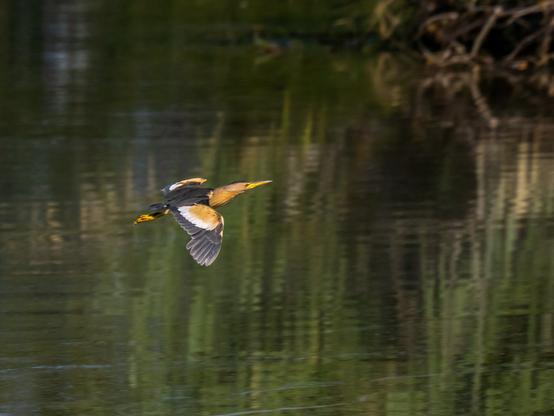 Un blongios nain (sorte de tout petit héron avec des petites pattes, un cou légèrement allongé et un aspect trapu) en vol au dessus d'un étang. Il s'agit d'un mâle dont le plumage est orange, noir et blanc.