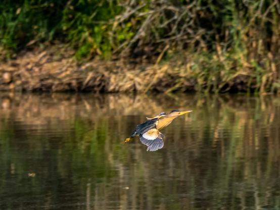 Le blongios nain en vol qui commence à ralentir pour atterrir vers des branchages