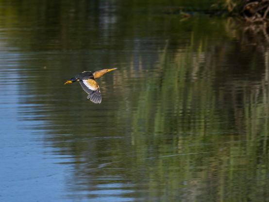 Vue plus large du vol du blongios nain