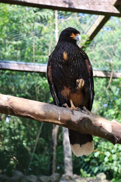 A full-length, eye-level shot captures a black-feathered Caracara, a type of falcon, perched on a thick, horizontal tree branch. The bird is facing towards the right with its head slightly turned, looking straight ahead. Its beak is a bright orange-yellow and its eyes are dark with a hint of orange around them. The bird's feathers are a dark black on its head, back, and wings, but its chest and belly are covered in mottled brown and white feathers. One of its feet, with long talons, is firmly gripping the branch while the other is lifted slightly, showing the yellow underside. In the background, out-of-focus trees and wire fencing indicate the bird is in an aviary or zoo enclosure.