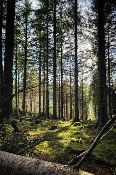 A low-angle shot of a sun-drenched forest floor covered in moss, with tall pine trees reaching towards the bright, sunlit sky. The sun shines through the canopy, creating a dappled light effect on the ground. A fallen tree trunk lies in the foreground.
