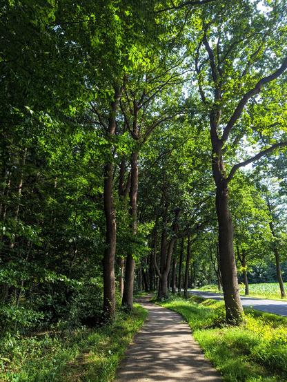 A narrow, sun-dappled footpath stretches into the distance, bordered on both sides by lush, green trees and thick vegetation. On the left, a dense wall of foliage forms the edge of a forest, casting deep shadows over the path. On the right, a row of tall, mature trees with prominent trunks separates the footpath from a paved road, which is partially visible. The bright sunlight filters through the canopy, creating a patchwork of light and shadow on the ground. The scene evokes a feeling of a peaceful, tree-lined walk on a bright, summery day.