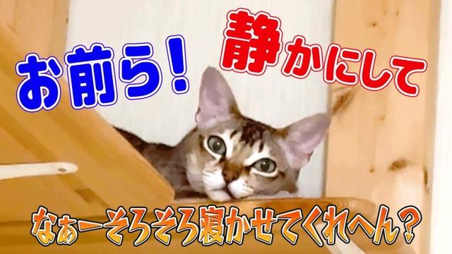 【シンガプーラ】お前ら！静かにして！なぁ…そろそろ寝かせてくれへん！📢 コメントもお待ちしています🐾#singapura #cat #animals