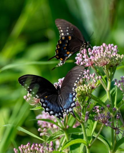 Two butterflies in different positions atop flat-topped pinkish flowers with many tiny blooms. The butterflies are black and blue overall with white or orange spots on the wing edges.