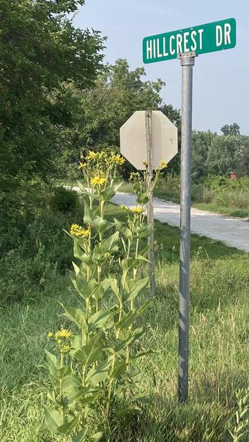 A group of cup plants growing behind a stop sign and beside a street sign.  The tallest plant is about 7 feet (2.1 m) tall.