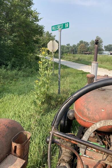 The view from my tractor (1954? Allis-Chalmers WD45).  Tractor has faded orange paint and a very large steering wheel.