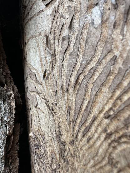 Baumstamm mit fraßspuren