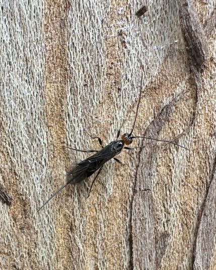 Schlupfwespe auf Baumstamm