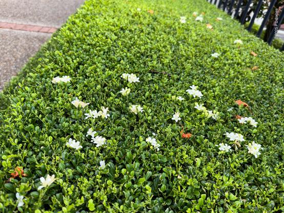 Closeup of a severely trimmed hedge bush, on which flowers have nonetheless blossomed like stars in a green sky