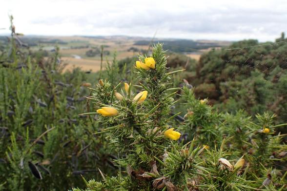 Yellow flowering gorse on the high road.